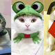 Illustration for article titled The Wonderful World of Cat Cosplay